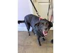 Adopt LAVA CAKE a Labrador Retriever, Mixed Breed