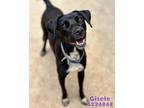 Adopt GISELE a Pointer