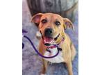 Adopt Posey a Tan/Yellow/Fawn Labrador Retriever / Boxer / Mixed dog in Bothell