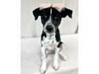Adopt Zita a Black Husky / Dalmatian / Mixed dog in Picayune, MS (38855615)