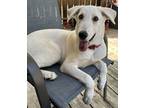 Adopt Marley a White Shepherd (Unknown Type) / Mixed dog in Santa Fe
