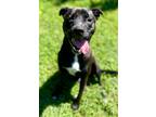 Adopt Rocco a Black Labrador Retriever / Mixed dog in Morton Grove