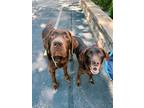 Adopt BARBIE AND KEN a Brown/Chocolate Labrador Retriever / Mixed dog in