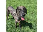 Adopt Skipper a Gray/Blue/Silver/Salt & Pepper Weimaraner / Catahoula Leopard