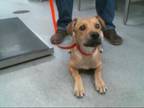 Adopt BRUTUS a Tricolor (Tan/Brown & Black & White) Australian Cattle Dog /