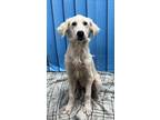 Adopt Shay a White Great Pyrenees / Mixed dog in Cedar Hill, TX (38865828)
