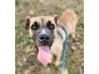 Adopt Stella a Tan/Yellow/Fawn Great Dane / Shepherd (Unknown Type) / Mixed dog