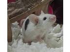Adopt Fancy Mice a Black Mouse (short coat) small animal in Crystal Lake