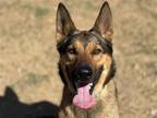 Adopt HUDSON a Black German Shepherd Dog / Mixed dog in Tustin, CA (38697508)