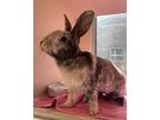 Adopt Lilypad a Harlequin / Mixed rabbit in Monterey, CA (38809680)