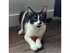 Adopt Bombur a Black & White or Tuxedo Domestic Shorthair / Mixed cat in