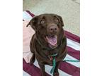 Adopt Pollie a Brown/Chocolate Retriever (Unknown Type) / Mixed dog in Madison