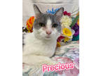 Adopt Precious a White Domestic Mediumhair / Domestic Shorthair / Mixed cat in