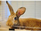 Adopt Penny a Chocolate Other/Unknown / Other/Unknown / Mixed rabbit in