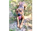 Adopt Buddy a Brown/Chocolate Mastiff / Mixed dog in Bartlesville, OK (38854501)