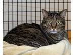 Adopt Betty a Brown Tabby Domestic Shorthair / Mixed (short coat) cat in