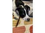 Adopt Moses a Black - with White Border Collie / Pointer / Mixed dog in