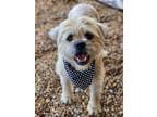 Adopt GG a Tan/Yellow/Fawn Terrier (Unknown Type, Small) / Mixed dog in Phenix