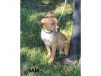 Adopt Sam a Tan/Yellow/Fawn - with Black American Staffordshire Terrier / Mixed