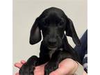 Adopt Wilma a Mixed Breed (Medium) / Mixed dog in Rancho Santa Fe, CA (38668472)