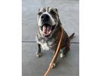 Adopt Bubba a Brindle - with White Shepherd (Unknown Type) / Boxer / Mixed dog