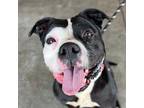 Adopt Presley a Black - with White American Staffordshire Terrier / Pit Bull