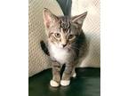 Adopt finn a Domestic Mediumhair / Mixed (medium coat) cat in Hinckley