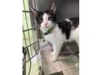 Adopt Trouble a White Domestic Shorthair / Domestic Shorthair / Mixed cat in