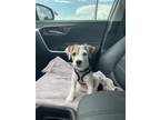 Adopt Olive a White - with Brown or Chocolate Jack Russell Terrier / Mixed dog