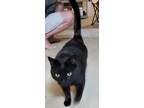 Adopt 2 males Austin & Onyx a Tortoiseshell Domestic Shorthair / Mixed (short