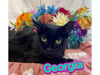 Adopt Georgia a All Black Domestic Shorthair / Domestic Shorthair / Mixed cat in