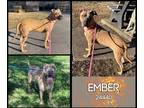 Adopt Ember a Tan/Yellow/Fawn Pit Bull Terrier / Mixed dog in Oak Ridge