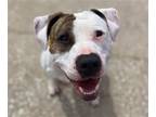 Adopt Rory a Brindle - with White Pit Bull Terrier / Mixed dog in Kansas City