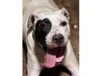Adopt Vinnie a Black - with White Pit Bull Terrier / Mixed dog in Kansas City