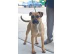 Adopt Prim a Tan/Yellow/Fawn Black Mouth Cur / Mixed dog in Gulfport