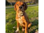 Adopt Pepsi a Mixed Breed (Medium) / Mixed dog in Rancho Santa Fe, CA (38696338)