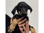 Adopt Beau a Mixed Breed (Medium) / Mixed dog in Rancho Santa Fe, CA (38728582)