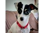 Adopt Larry (GA) a White - with Black Rat Terrier / Mixed dog in Atlanta