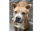 Adopt Alan a Tan/Yellow/Fawn American Staffordshire Terrier / Mixed dog in Fort