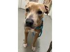 Adopt Lillia a Tan/Yellow/Fawn American Pit Bull Terrier / Mixed dog in Fort