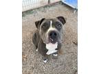 Adopt Penny a Gray/Blue/Silver/Salt & Pepper American Pit Bull Terrier / Mixed