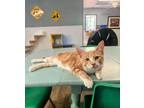Adopt Kitten 24348 (Sunkist) a Cream or Ivory (Mostly) Domestic Shorthair (short