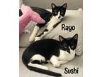 Adopt Rayo a All Black Domestic Shorthair / Domestic Shorthair / Mixed cat in