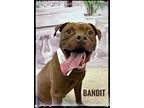 Adopt Bandit a Brown/Chocolate Mixed Breed (Medium) / Mixed dog in Flint