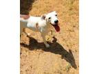 Adopt Brie a Whippet / Terrier (Unknown Type, Small) / Mixed dog in Tool
