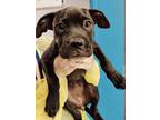 Adopt Minor a Black Boxer / Mixed dog in Gulfport, MS (38618071)