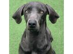 Adopt Clover 2257 a Weimaraner