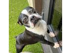 Adopt Velvet 2737 a Boston Terrier