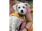 Adopt Robin a White Labrador Retriever / Golden Retriever dog in Armonk