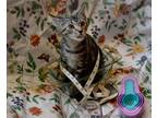 Adopt Poundcake a Spotted Tabby/Leopard Spotted Domestic Shorthair / Mixed